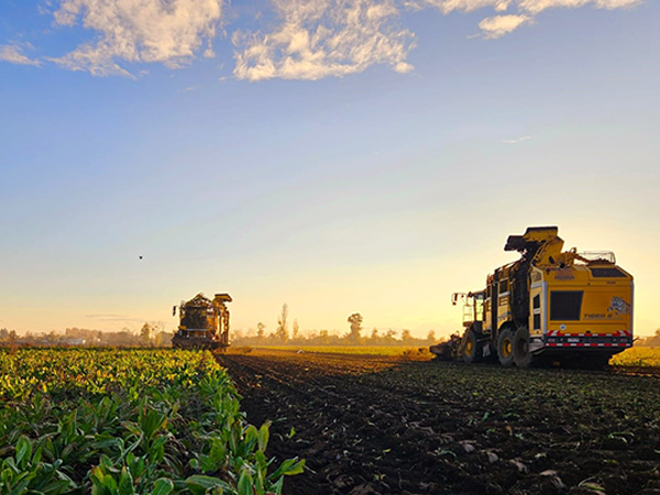 Maquinaria agrícola cosechando remolacha azucarera en el campo durante una jornada de cosecha sostenible