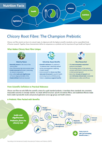 Infographic explaining Chicory Root Fibre benefits for digestive health and prebiotic functionality
